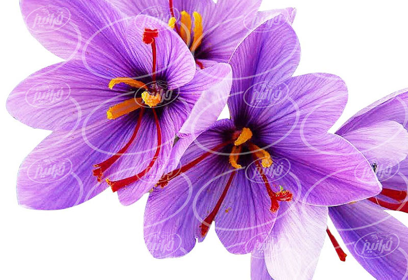 صادرات زعفران به چین با سود عالی و باور نکردنی