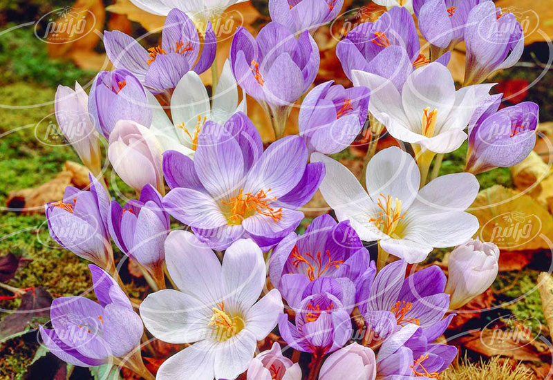 خرید زعفران 1 مثقالی سحرخیز امسالی