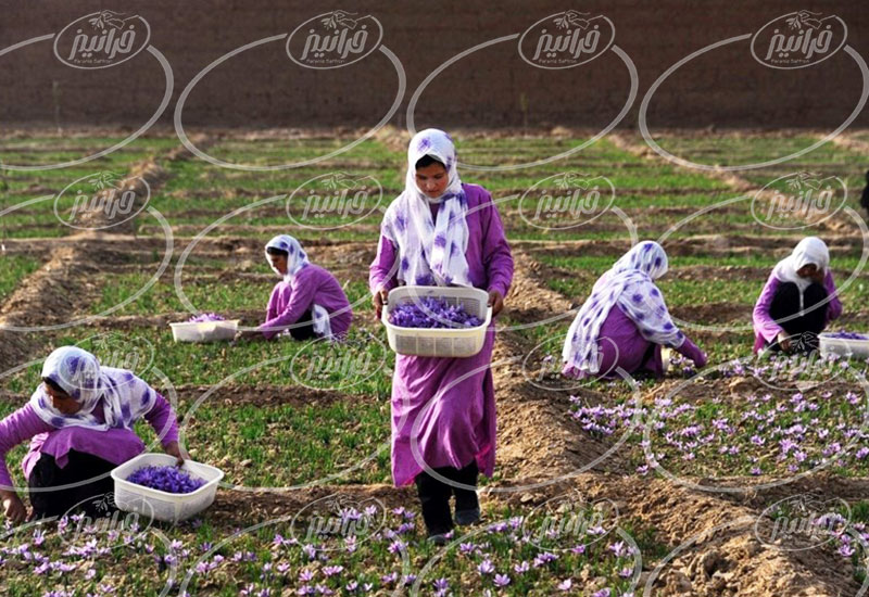 قیمت زعفران فله ای در سایت های اصلی