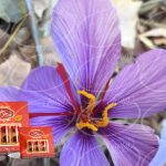 صادرات زعفران یک مثقالی سحرخیز به باکو