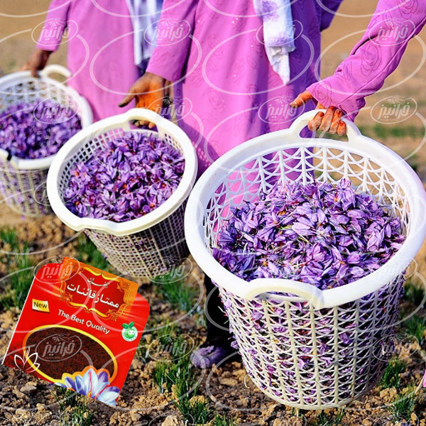 پرورش زعفران با کیفیت در کشتزار های قاینات
